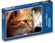 Kot - pręgowany Puzzle 2000 elementów - 90x60 cm