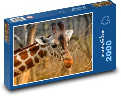 Giraffe - savannah, zoo - Puzzle 2000 pieces, size 90x60 cm 