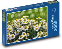 Sedmikrásky - květ, zahrada Puzzle 2000 - 90x60 cm