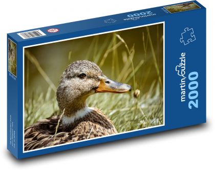 Kachna divoká - rybník, příroda - Puzzle 2000 dílků, rozměr 90x60 cm