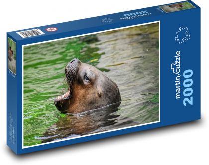 Sea lion - animal, nature - Puzzle 2000 pieces, size 90x60 cm 