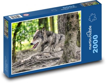 Wilk - drapieżnik, bestia - Puzzle 2000 elementów, rozmiar 90x60 cm