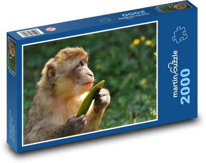 Makak - opice, zvíře - Puzzle 2000 dílků, rozměr 90x60 cm