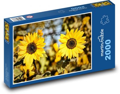 Słoneczniki - lato, ogród - Puzzle 2000 elementów, rozmiar 90x60 cm