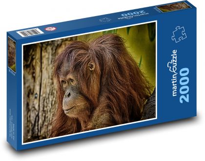 Orangutan - opice, zoo - Puzzle 2000 dílků, rozměr 90x60 cm
