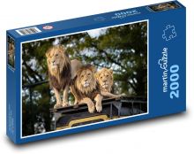 Lev - dravec, zviera Puzzle 2000 dielikov - 90 x 60 cm