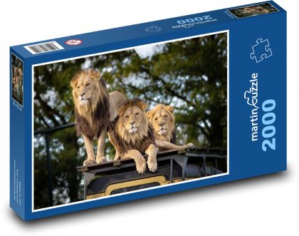 Lev - dravec, zviera - Puzzle 2000 dielikov, rozmer 90x60 cm 