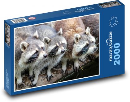 Mývalové - zvířata, zoo - puzzle 2000 dílků