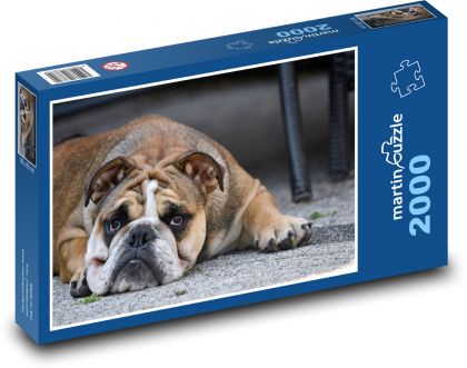 Hund, Bulldogge, Welpe - Puzzle - 2000 Teile
