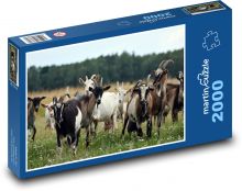 Kozy - zvířata, stádo Puzzle 2000 dílků - 90 x 60 cm