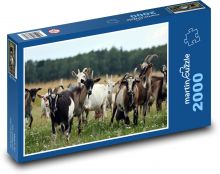 Goats - animals, herd Puzzle 2000 pieces - 90 x 60 cm