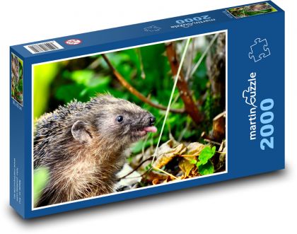 Hedgehog - animal, forest - Puzzle 2000 pieces, size 90x60 cm 