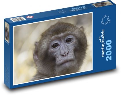 Makak - zvíře, opice - Puzzle 2000 dílků, rozměr 90x60 cm
