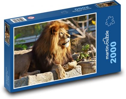 Löwe - große Katze, Mähne - Puzzle - 2000 Teile