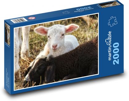 Jehně - ovce, farma - Puzzle 2000 dílků, rozměr 90x60 cm