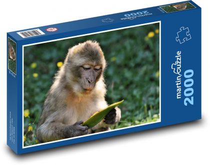 Barbarský makak - opice, zvíře - Puzzle 2000 dílků, rozměr 90x60 cm