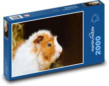 Morča - domáce zviera, mláďa Puzzle 2000 dielikov - 90 x 60 cm