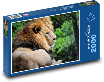 Lion - wild beast - Puzzle 2000 pieces, size 90x60 cm 