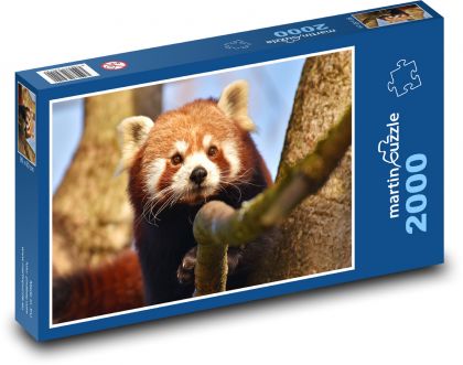 Červená panda - zvíře, medvěd - Puzzle 2000 dílků, rozměr 90x60 cm