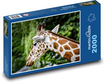 Žirafa - Afrika, zoo - Puzzle 2000 dílků, rozměr 90x60 cm