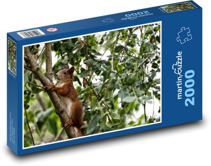 Veverička - hlodavec, zviera - Puzzle 2000 dielikov, rozmer 90x60 cm 