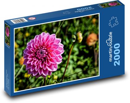 Růžová jiřina - zahradní květina, podzim - Puzzle 2000 dílků, rozměr 90x60 cm
