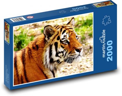 Tygrys - duży kot, drapieżnik - Puzzle 2000 elementów, rozmiar 90x60 cm