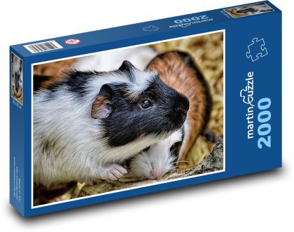 Morče - mláďata, hlodavec - puzzle 2000 dílků