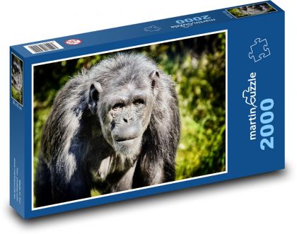 Šimpanz - opice, zoo - Puzzle 2000 dielikov, rozmer 90x60 cm 