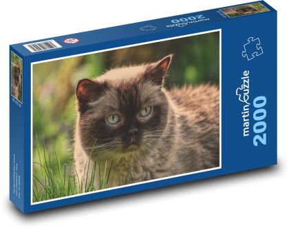 British short-haired cat - pet - Puzzle 2000 pieces, size 90x60 cm 