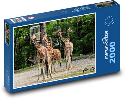 Žirafy - divoké zvíře, Afrika - Puzzle 2000 dílků, rozměr 90x60 cm