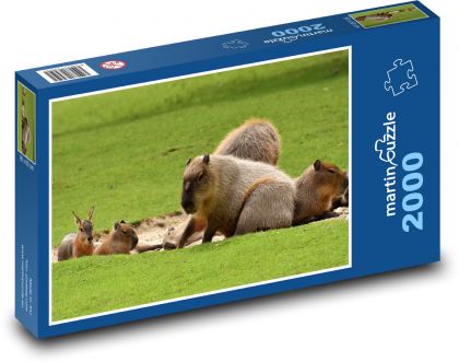 Capybaras on grass - Puzzle 2000 pieces, size 90x60 cm 