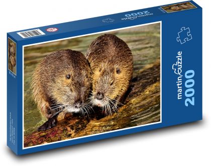 Nutria - szczur wodny, gryzoń - Puzzle 2000 elementów, rozmiar 90x60 cm