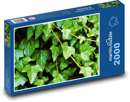 Ivy - plant, garden - Puzzle 2000 pieces, size 90x60 cm 