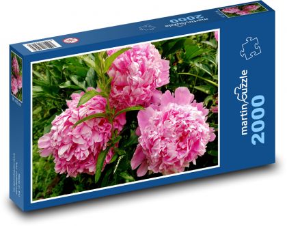 Růžová pivoňka - květ, zahrada - Puzzle 2000 dílků, rozměr 90x60 cm