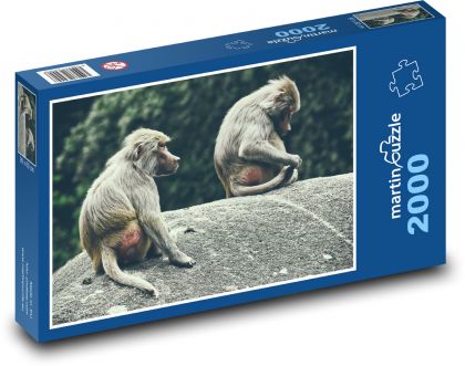 Paviáni - opice, zoo - Puzzle 2000 dílků, rozměr 90x60 cm