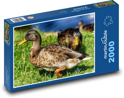 Wild duck - bird, nature - Puzzle 2000 pieces, size 90x60 cm 
