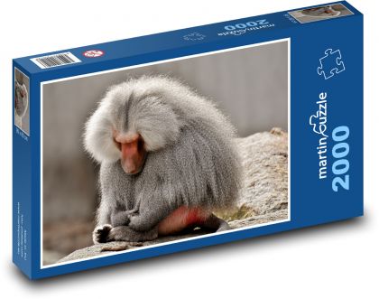 Baboon - monkey, zoo - Puzzle 2000 pieces, size 90x60 cm 