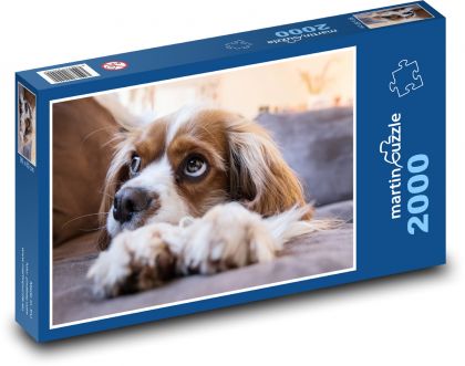 Pes - šteňa, maznáčik - Puzzle 2000 dielikov, rozmer 90x60 cm 