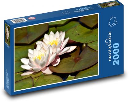 Water lilies - aquatic plants, pond - Puzzle 2000 pieces, size 90x60 cm 