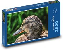 Divoká kachna - příroda, pták Puzzle 2000 dílků - 90 x 60 cm