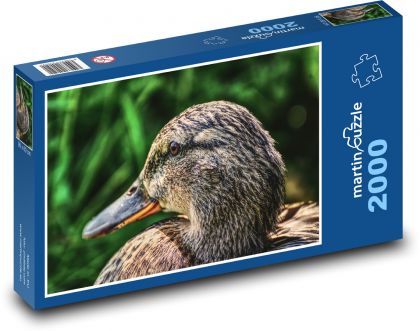 Divoká kachna - příroda, pták - puzzle 2000 dílků