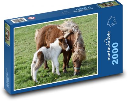 Shetland ponies - pasture, horses - Puzzle 2000 pieces, size 90x60 cm 