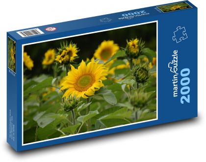 Slnečnica - žlté kvety - Puzzle 2000 dielikov, rozmer 90x60 cm 