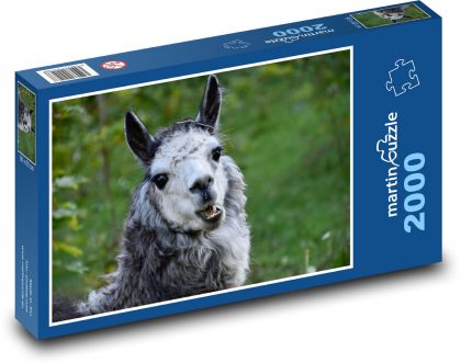 Alpaca - animal, zoo - Puzzle 2000 pieces, size 90x60 cm 