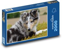 Pes - Shetlendský ovčák, stěně Puzzle 2000 - 90x60 cm