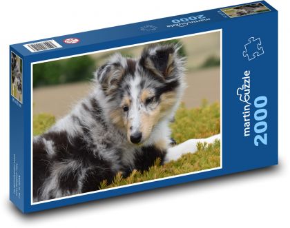 Pes - Shetlendský ovčák, stěně - Puzzle 2000 dílků, rozměr 90x60 cm