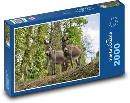 Donkeys - herbivores, nature - Puzzle 2000 pieces, size 90x60 cm 