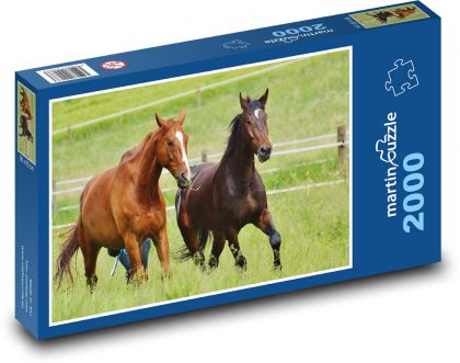 Koně - hřebec, zvířata - Puzzle 2000 dílků, rozměr 90x60 cm