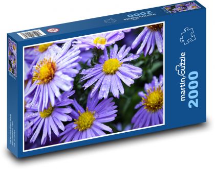 Astra - blue flower, garden - Puzzle 2000 pieces, size 90x60 cm 
